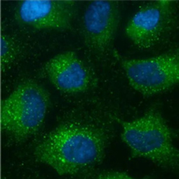 EEA1 antibody [GT10811] (GTX634169)