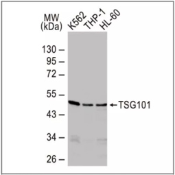 TSG101 antibody [4A10] (GTX70255)