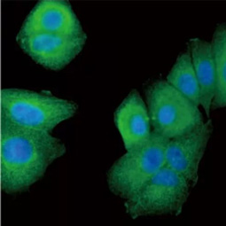 PEX19 antibody (GTX110721)