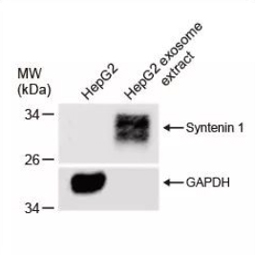 Syntenin 1 antibody [GT1523] (GTX634154)