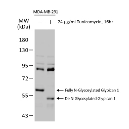Glypican 1 antibody [N3C3](GTX104557)
