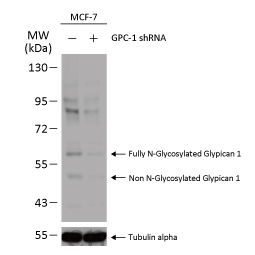 Glypican 1 antibody [N3C3](GTX104557)