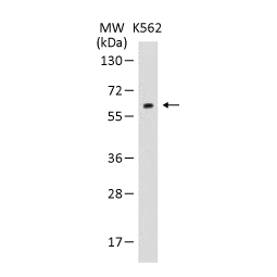 Glypican 6 antibody, N-term(GTX81897)