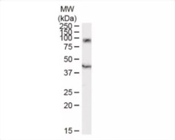 DAP10 antibody, C-term (GTX89210)
