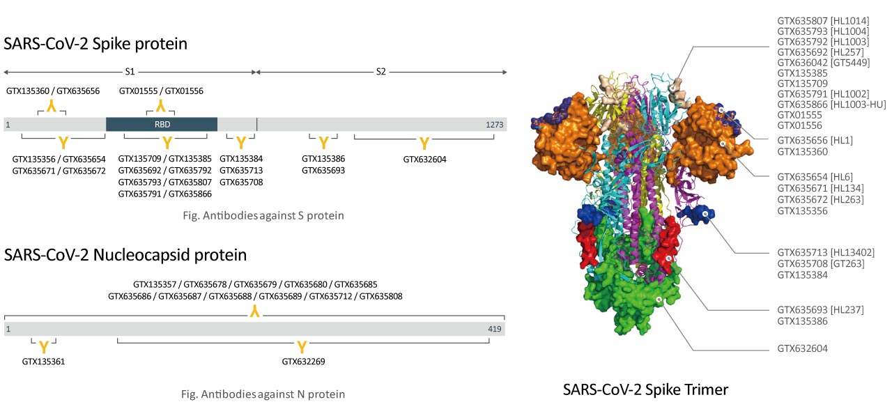 SARS-CoV-2 (COVID-19) Antibodies and Reagents