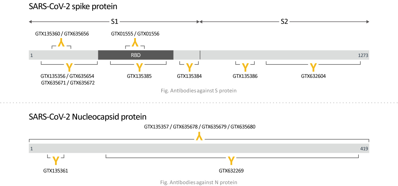 SARS-CoV-2 spike and Nucleocapsid protein