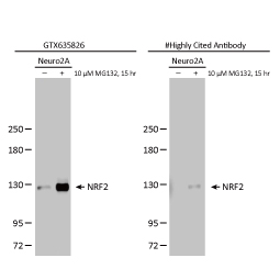 NRF2 antibody [HL1021] (GTX635826)