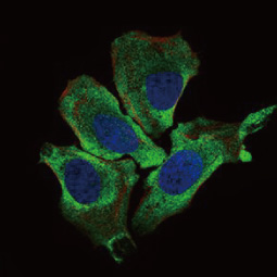 KEAP1 antibody [1F10B6] (GTX60660) 