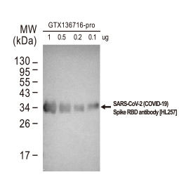 Spike RBD antibody [HL257]