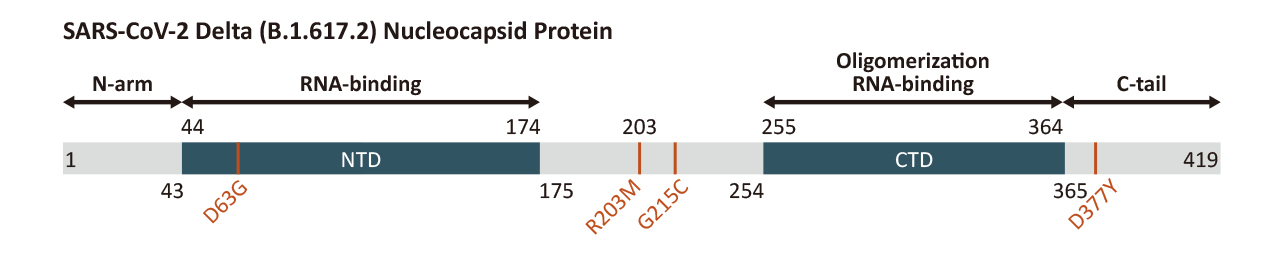 Mutation Sites of the SARS-CoV-2 Omicron Variant SARS-CoV-2 Delta Variant Nucleocapsid Mutation Sites