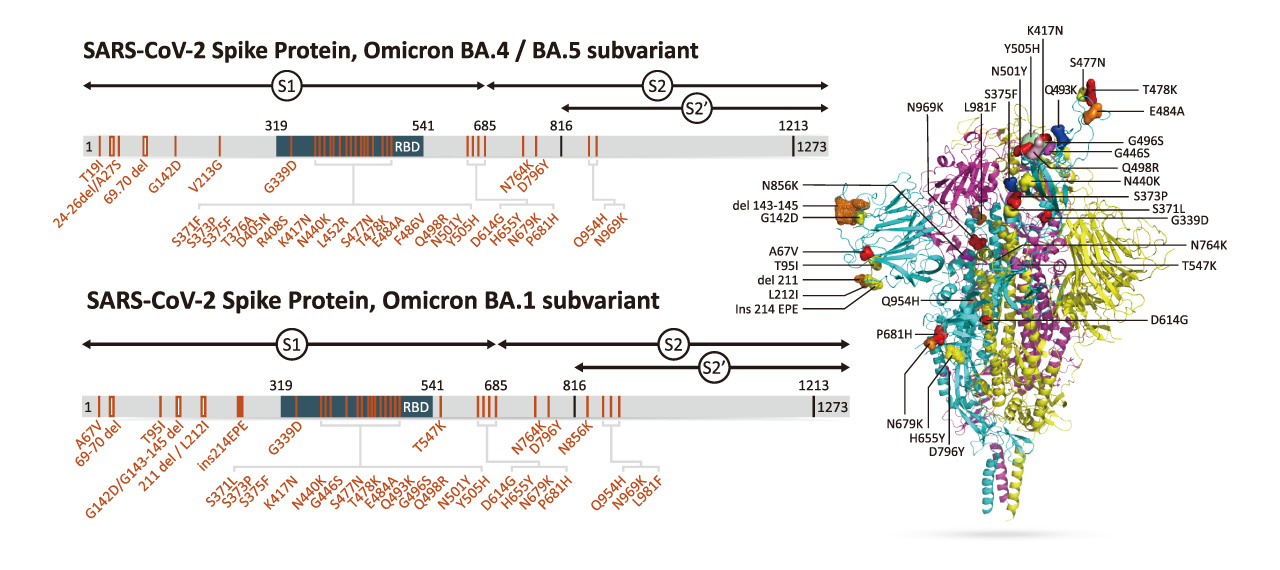 The SARS-CoV-2 Omicron Variant Spike Mutation Sites