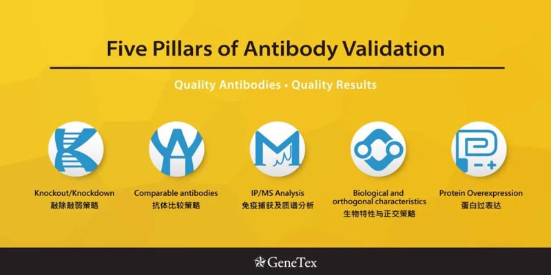 GeneTex抗体的五大策略验证