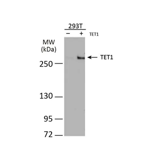 TET1 antibody [N3C1] (GTX124207)