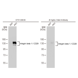 Integrin beta 1 / CD29 antibody (GTX128839)