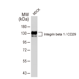 Integrin beta 1 / CD29 antibody - VetSignal (GTX135099)