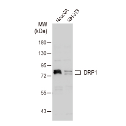 DRP1 antibody (GTX135364)
