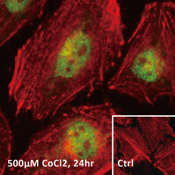 HIF2 alpha antibody [GT125] (GTX632015)