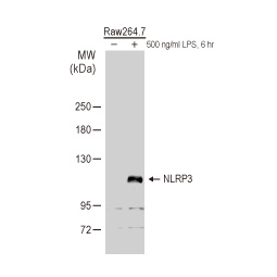 NLRP3 antibody (GTX133569)