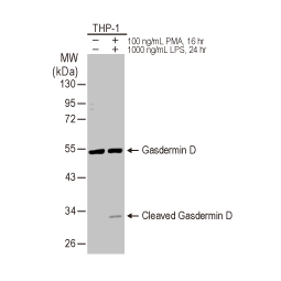 Gasdermin D antibody [HL1430] (GTX636896)