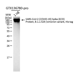 SARS-CoV-2 (COVID-19) Spike (ECD) Protein, B.1.1.529 / Omicron variant, His tag