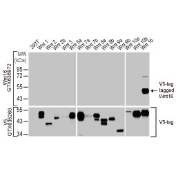 Protein Overexpression Wnt16 antibody [HL1498] (GTX636972)