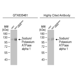 Sodium/Potassium ATPase alpha 1 antibody [HL114] (GTX635461)
