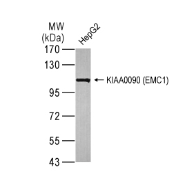 KIAA0090 antibody [N1N2], N-term (GTX119884)