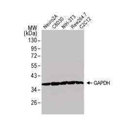 GAPDH antibody (GTX100118)