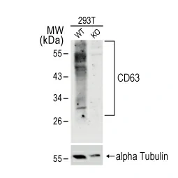 CD63 antibody (GTX132953)