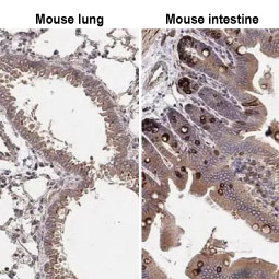 HCK antibody [HL1673] (GTX637272)