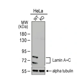 Lamin A + C antibody (GTX101126)