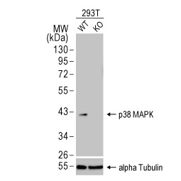 p38 MAPK antibody [HL1006] (GTX635797)
