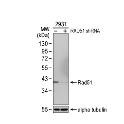 Rad51 antibody [14B4] (GTX70230)