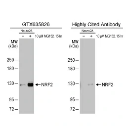 NRF2 antibody [HL1021] (GTX635826) 
