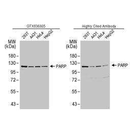 PARP antibody [HL1365] (GTX636805)