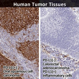 PD-L1 antibody [HL1041] (GTX635975)