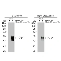 PD-L1 antibody (GTX104763)