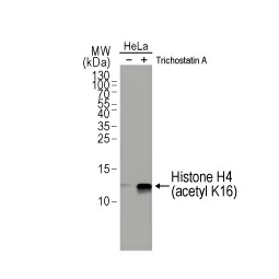 Histone H4K16ac (Acetyl Lys16) antibody [GT1271] (GTX632067)