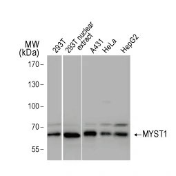 MYST1 antibody (GTX129380)
