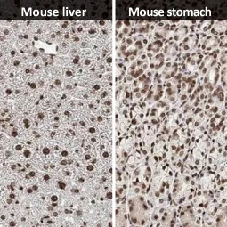 Histone H4 antibody [HL1977] (GTX637870)