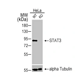 STAT3 antibody [HL1134] (GTX636400)