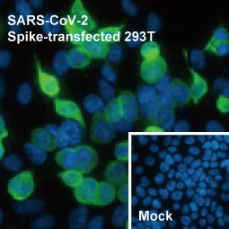 SARS-CoV / SARS-CoV-2 (COVID-19) Spike antibody [1A9] (GTX632604)