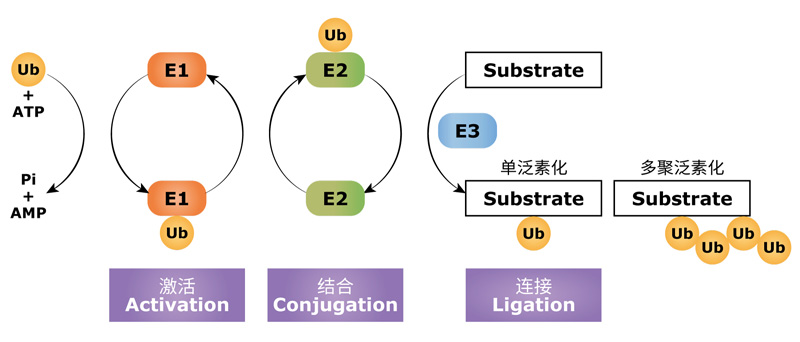 UBE3A泛素连接酶E3重组单克隆抗体