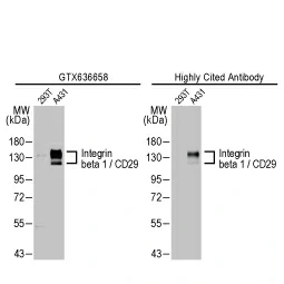 Integrin beta 1 / CD29 antibody [HL1256] (GTX636658)