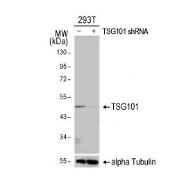 TSG101 antibody [4A10-RB] (GTX635396)
