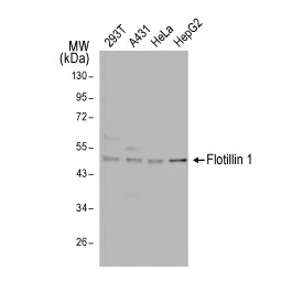Flotillin 1 antibody [C3], C-term (GTX104769)