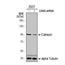 Calnexin antibody [C3], C-term (GTX109669)
