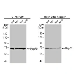 Hsp70 antibody [HL1580] (GTX637059) 