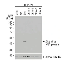 Zika virus NS1 protein antibody [HL2567] (GTX638945)