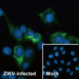 Zika virus NS2B protein antibody [HL2151]  (GTX638129)